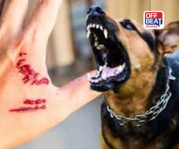 કૂતરા કરડવાથી જ થાય છે હડકવા?