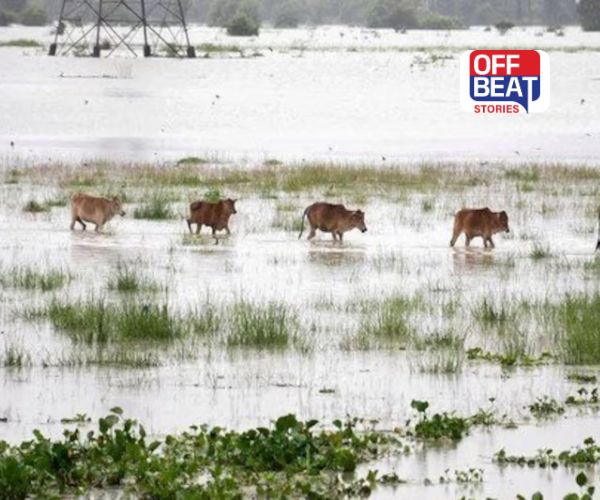 પંજાબમાં 5,00,000 એકર પાકનો નાશ