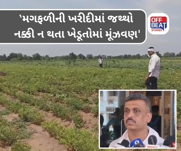 મગફળીના ટેકાના ભાવ મુદ્દે ખેડૂતોમાં ચિંતા