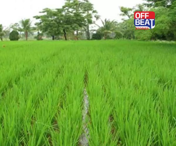 ખરીફ પાકના વાવેતરમાં નવો રેકોર્ડ