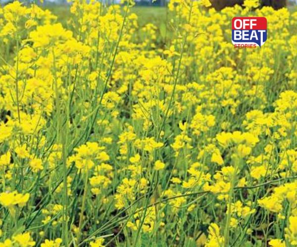 ડાંગરની કાપણી બાદ ખેતરોને પડતર રાખવાનું ટાળો