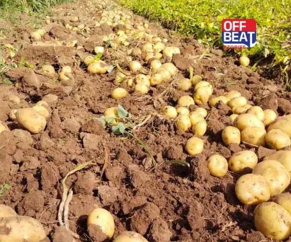 ખેતરમાં ઉગાડો બટાકાની આ 5 જાતો