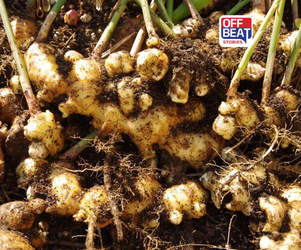 વરસાદને કારણે આદુના પાકનો નાશ