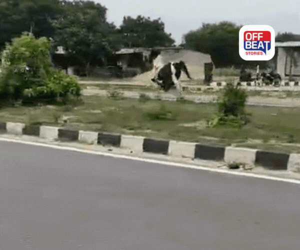 પાલનપુર-રાધનપુર હાઇવે પર ભયાનક અકસ્માત