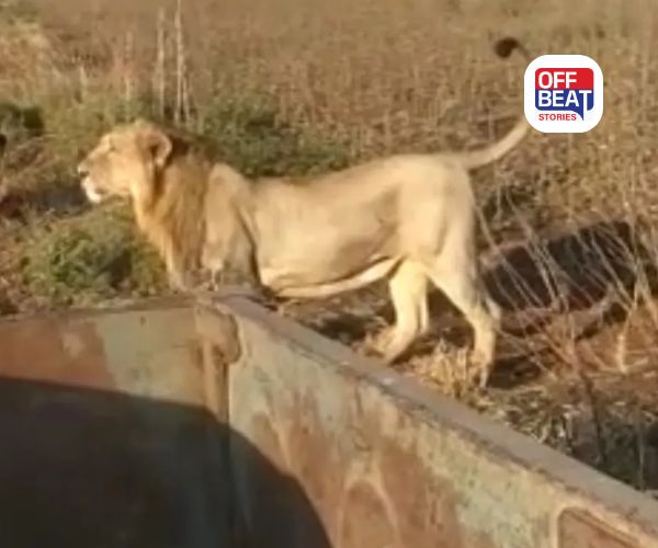 એશિયાઈ સિંહ અને ખેડૂતોના હિતમાં સરકારનો મહત્વનો નિર્ણય