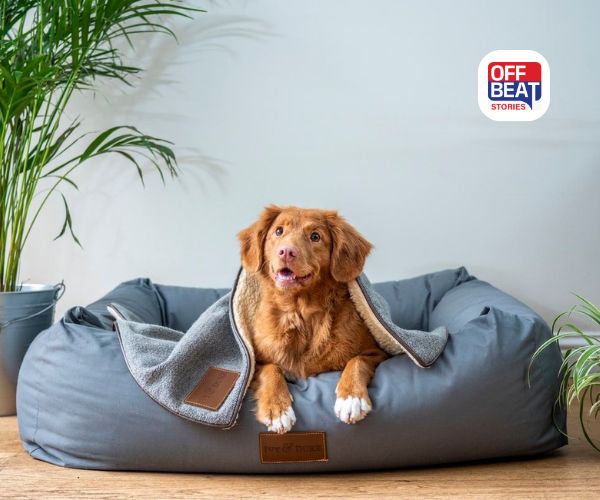 World Animal Welfare Day 2025