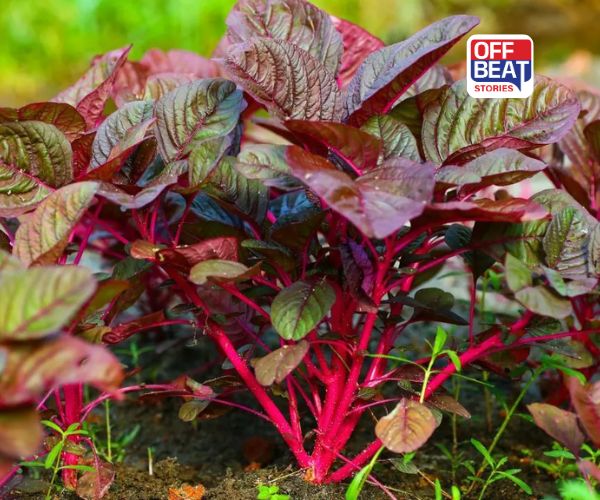 ખેતરમાં વાવો લાલ પાલક