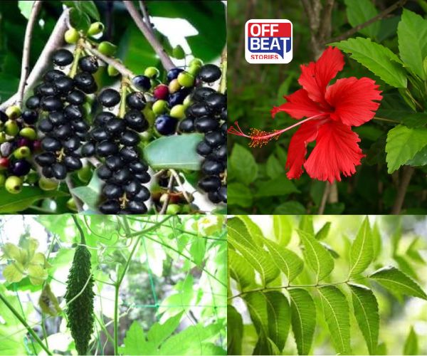 ડાયાબિટીસ નિયંત્રણમાં આ પાંદડા છે વરદાન