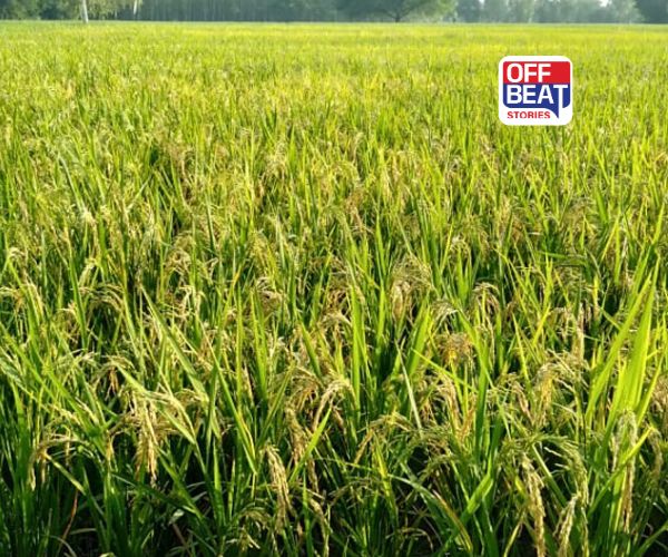 ડાંગરના પાકને રોગોથી બચાવવા શું કરવું?