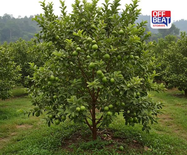 જામફળના મૂળમાં લગાવો આ દવા