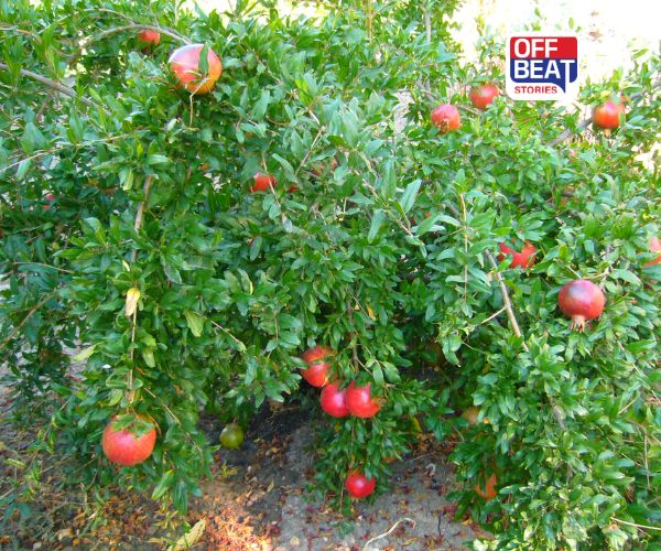 રાજસ્થાનમાં દાડમના પાકમાં 'ટિકરી' રોગ