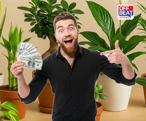 ઘરમાં જરુર ઉગાડો આ "નસીબદાર છોડ"