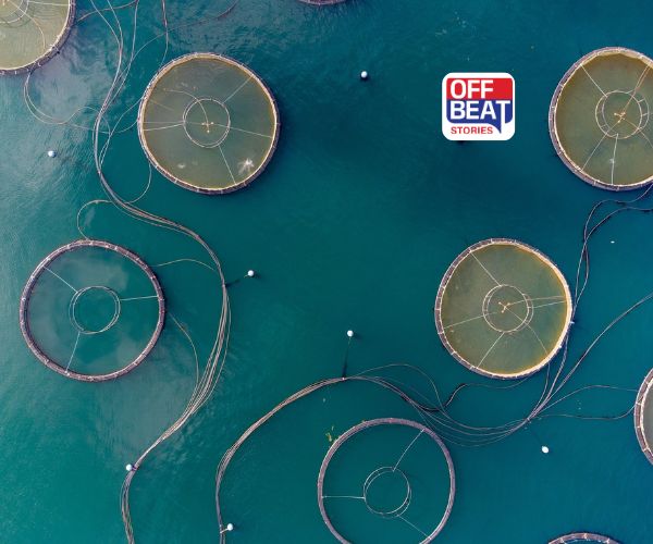 ભારતનું Mariculture સપનું