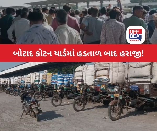 બોટાદ કોટન યાર્ડમાં કપાસની આવક ફરી શરૂ