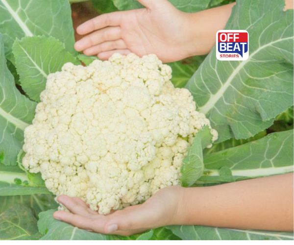 ફુલાવરની ખેતી માટે સુવર્ણ સમય