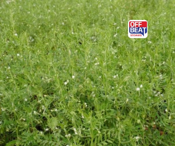 ઓછા ખર્ચે કરો નફાકારક ખેતી