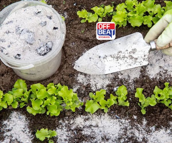 ખર્ચ કર્યા વિના ફળો અને શાકભાજીનો સારો પાક