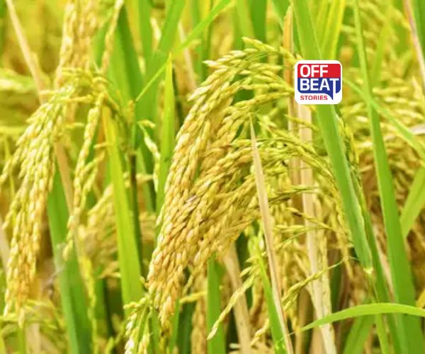 ડાંગરના પાક પર શીથ બ્લાઈટનો વધ્યો ખતરો