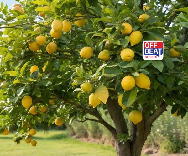 બુંદેલખંડના ખેડૂતની પ્રેરણાદાયી સફળતા