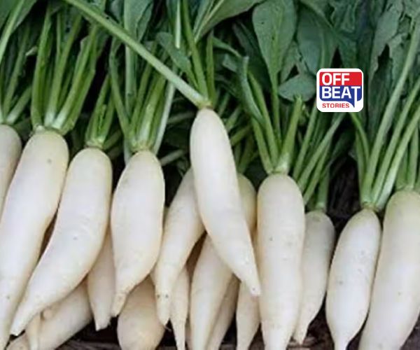 મૂળા કયા રોગો માટે ફાયદાકારક?