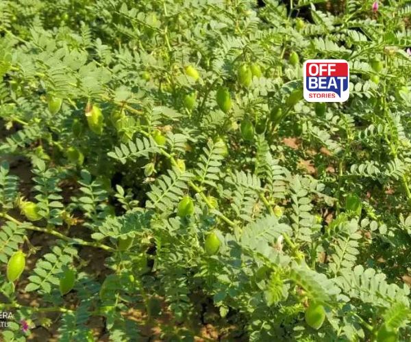 શું તમે પણ ચણાની જાતોને લઈને મૂંઝવણમાં છો?