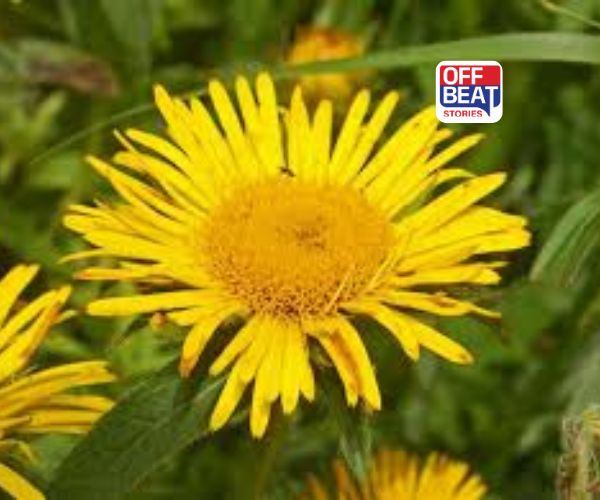 દુખાવા અને સોજાનો આયુર્વેદિક ઈલાજ