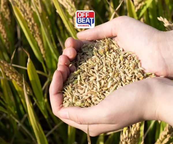 સરકારી ચોખા ખરીદીમાં રેકોર્ડ ઉછાળો