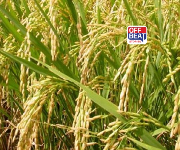 બાસમતીને પણ ટક્કર આપે છે આ ચોખા!