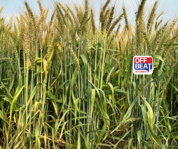 વહેલી વાવણી માટે શ્રેષ્ઠ ઘઉંની જાતો