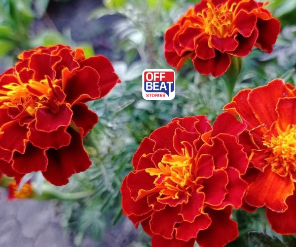 શિયાળામાં ગલગોટાની ખેતી માટે શ્રેષ્ઠ જાત