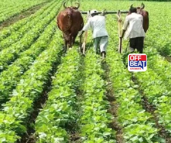 મહારાષ્ટ્રમાં સોયાબીનના ખેડૂતોની બમણી મુશ્કેલીઓ