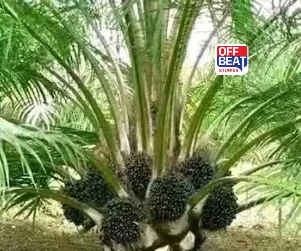 ભારતમાં પામ ઓઇલની ખેતીનો વિસ્તાર