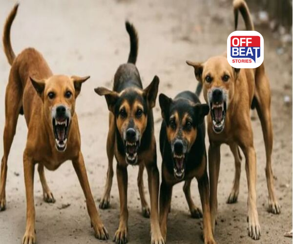 રખડતાં શ્વાન અંગે સુપ્રીમ કોર્ટની ટકોર