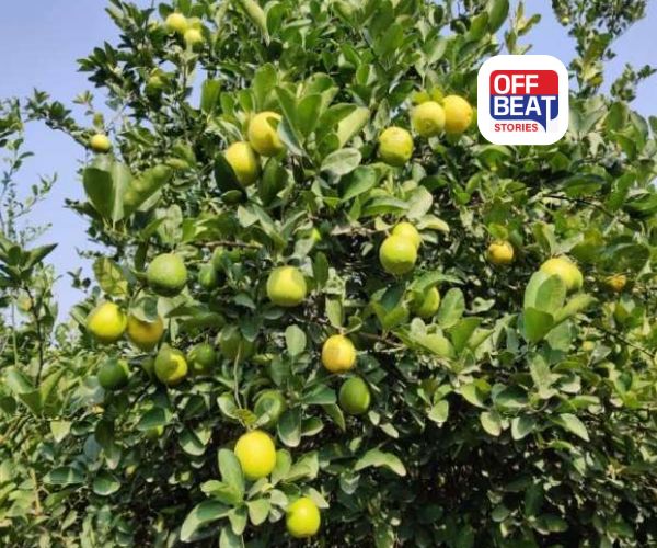 લીંબુની ખેતી કરતા ખેડૂતો માટે જાદુઈ ઉપાય!