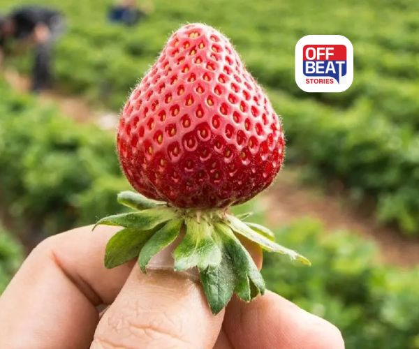 શિયાળામાં કરો મીઠી અને રસદાર સ્ટ્રોબેરીની ખેતી
