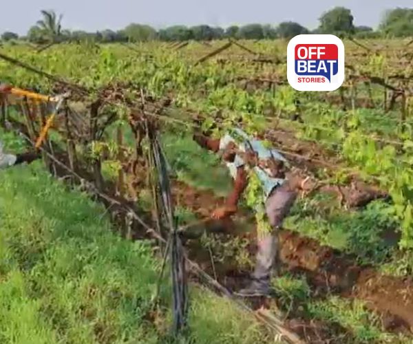 કમોસમી વરસાદે ખેડૂતોની આશાઓ પર ફેરવ્યું પાણી!