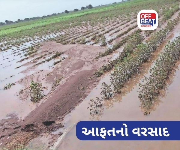 સૌરાષ્ટ્રના અનેક માર્કેટ યાર્ડ રહેશે બંધ?