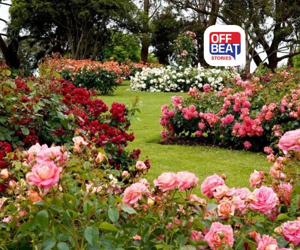 ગુલાબના પીળા પાનને કરો લીલા