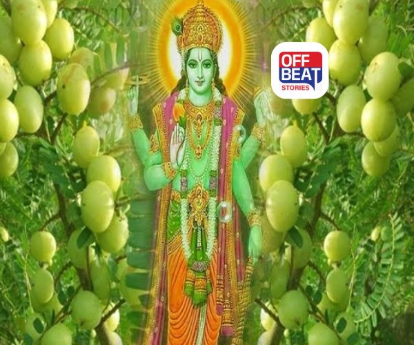 અક્ષય નવમી પર કેમ કરવામાં આવે છે આમળાના ઝાડની પૂજા?