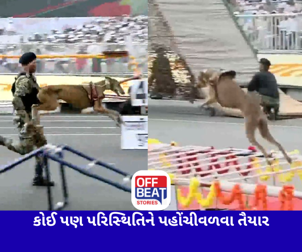 રામપુર અને મુધોલ શ્વાનોના શૌર્યનું અદભૂત પ્રદર્શન