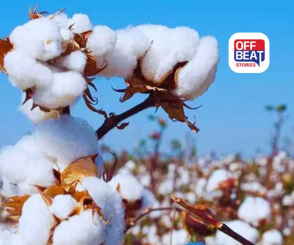 મોન્થાનો કપાસ પર કહેર