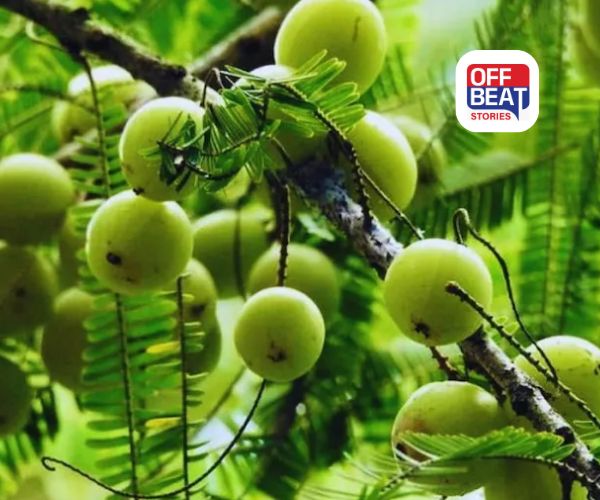 આમળાની ખેતીથી કરો લાખોની કમાણી!