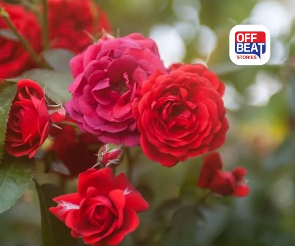 ઘરમાં છોડની દિશા બદલશે તમારું નસીબ!