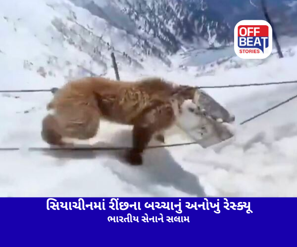 રીંછના બચ્ચાનો બચાવ્યો જીવ