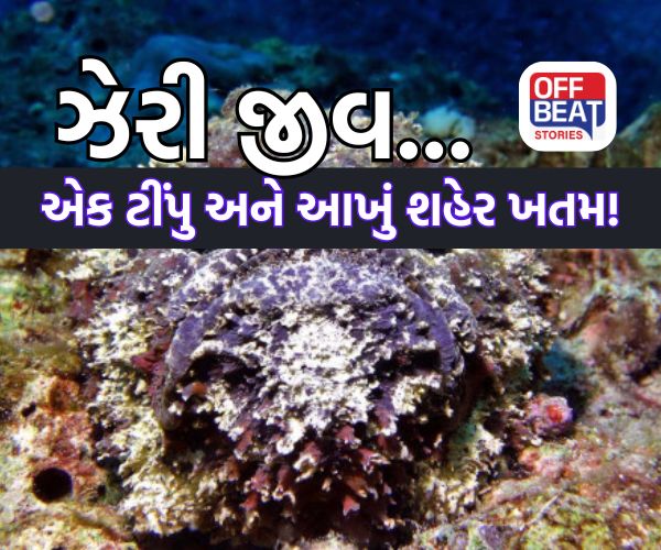 જાણવા જેવું!, આ છે દુનિયાની સૌથી ઝેરી માછલી