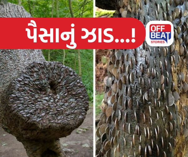 મળી ગયું પૈસાનું ઝાડ! દુનિયાભરના હજારો સિક્કા જડિત વૃક્ષ