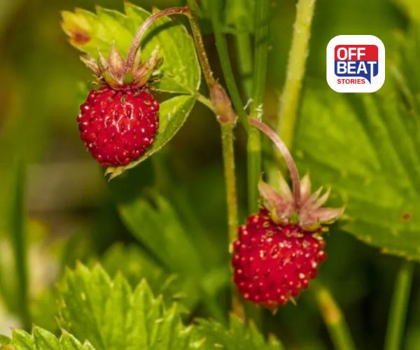 ઘરે સ્ટ્રોબેરી કેવી રીતે ઉગાડવી?: જાણો સરળ ઉપાયો, ફળોથી ભરાઈ જશે છોડ!