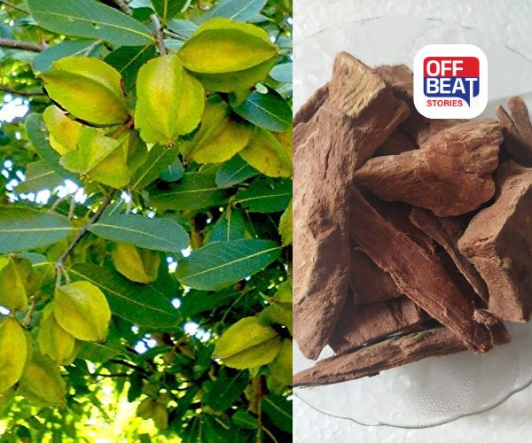 અર્જુનની છાલના 5 ચમત્કારિક ફાયદા: હૃદયથી ત્વચા સુધી આ રોગોથી મળશે રાહત!