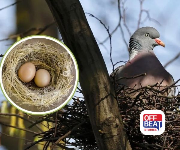 ઘરમાં કબૂતરનો માળો અને ઈંડા શુભ કે અશુભ?