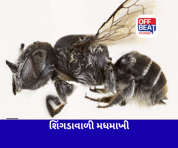 શિંગડાવાળી મધમાખીની નવી પ્રજાતિ મળી